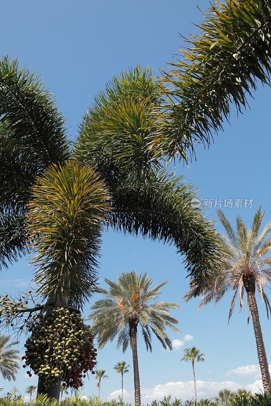棕榈树。
