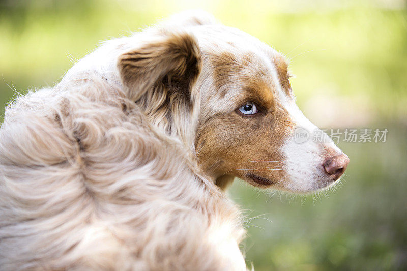 美丽的红山雀澳大利亚牧羊犬的侧面