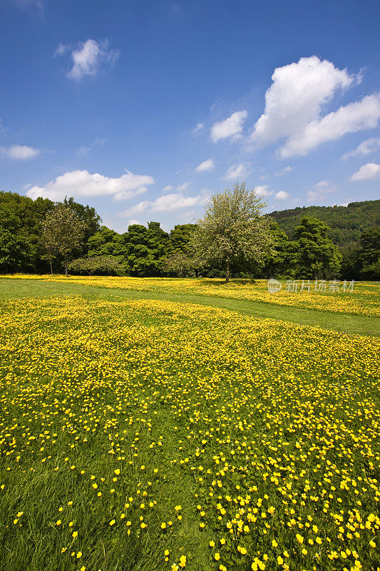 野花盛开的夏日草地