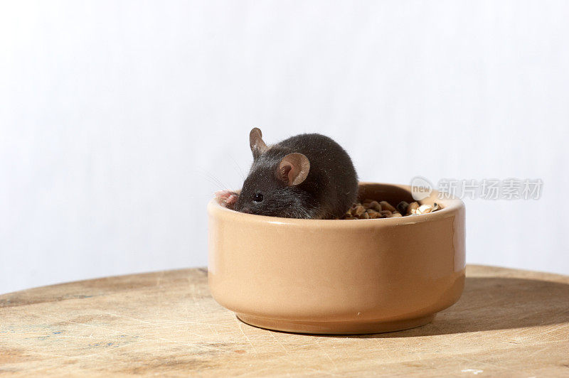 可爱的黑老鼠在碗里吃