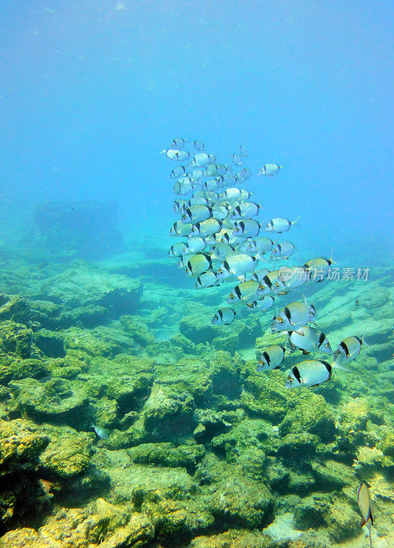 人们在海里游泳