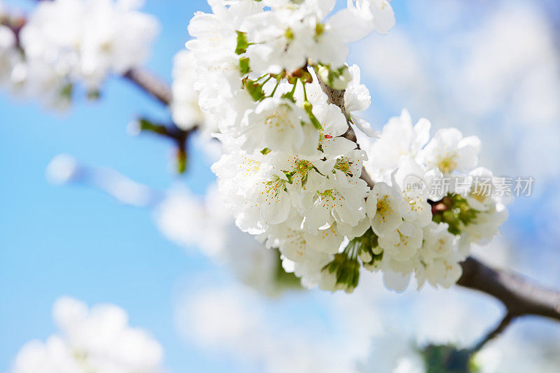 苹果树开花