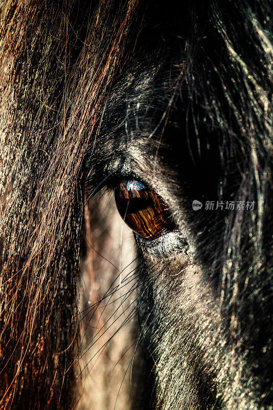 黑马近距离的眼睛