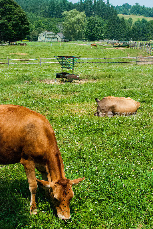 佛蒙特州伍德斯托克牧场的泽西奶牛