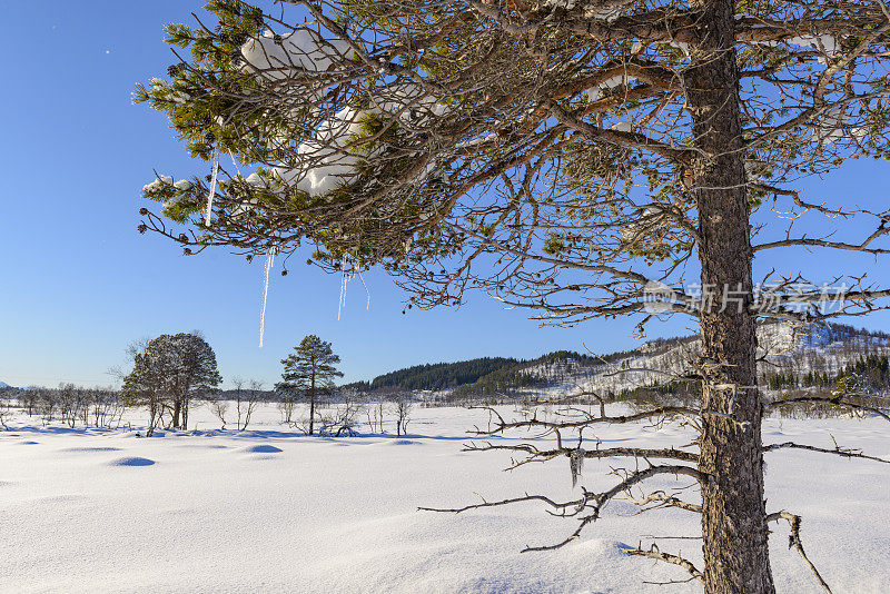 挪威森加岛冬日的雪景