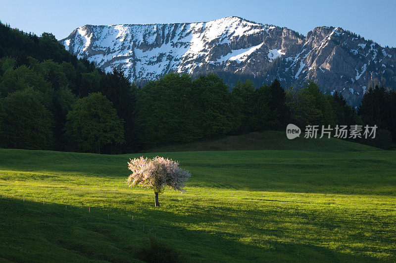 盛开的苹果树