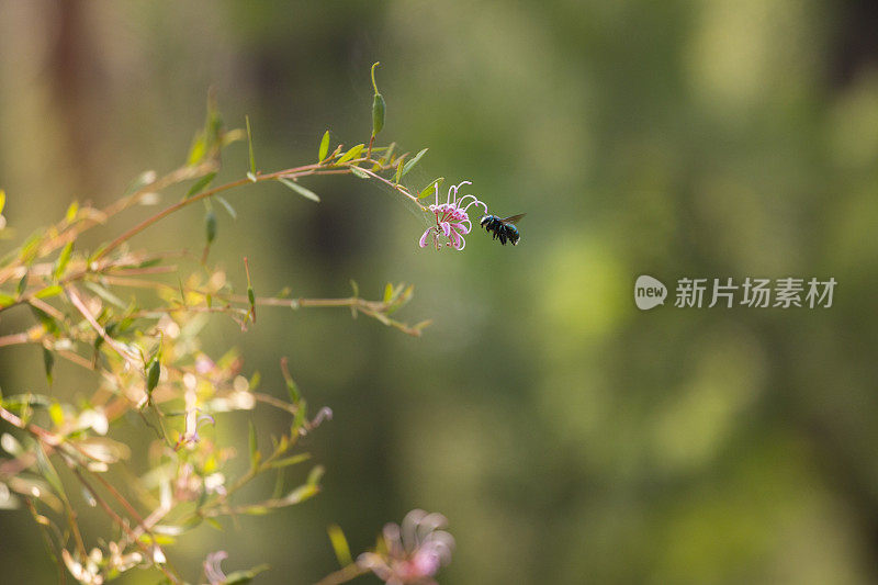 孔雀木蜂