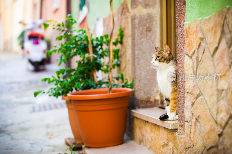 意大利典型的有猫的小巷