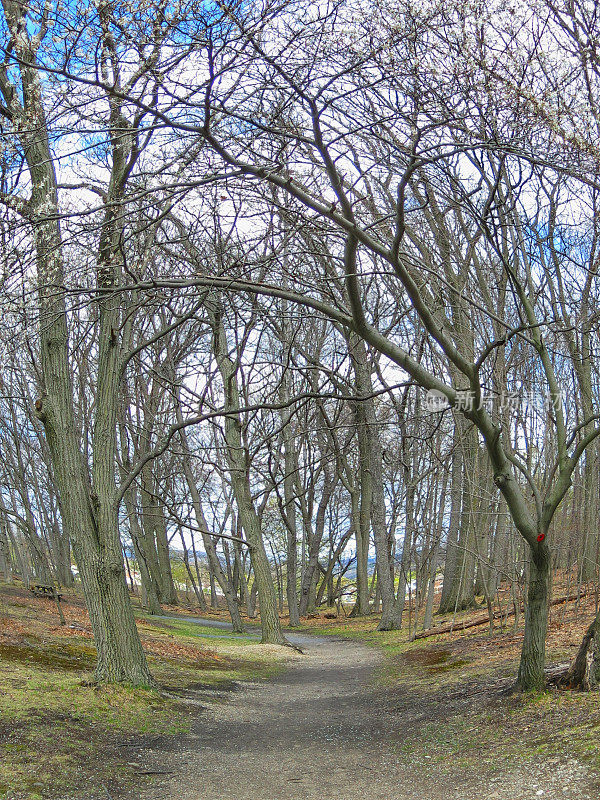 古怪的树冠步行小径穿过森林