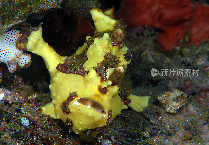 霍格frogfish