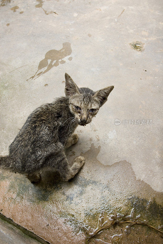 生病的猫