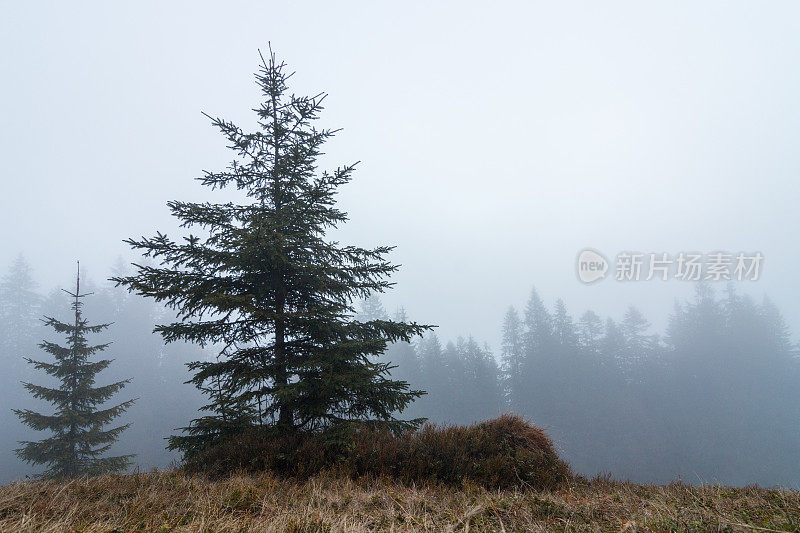 童话森林-阳光在云杉林地