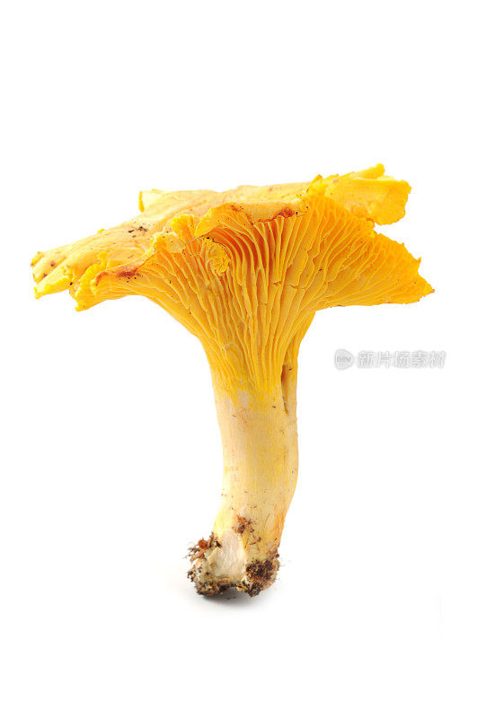 金色的chanerelle蘑菇在白色孤立的背景