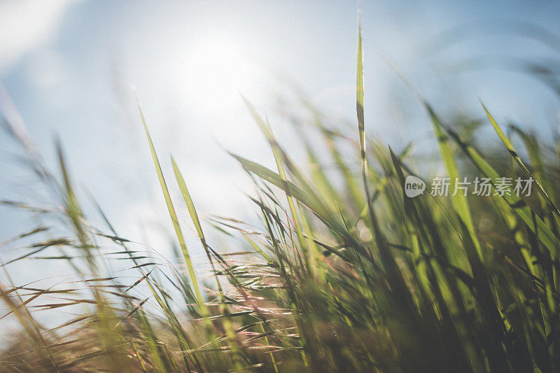 夏日里，野草在明亮的阳光下生长