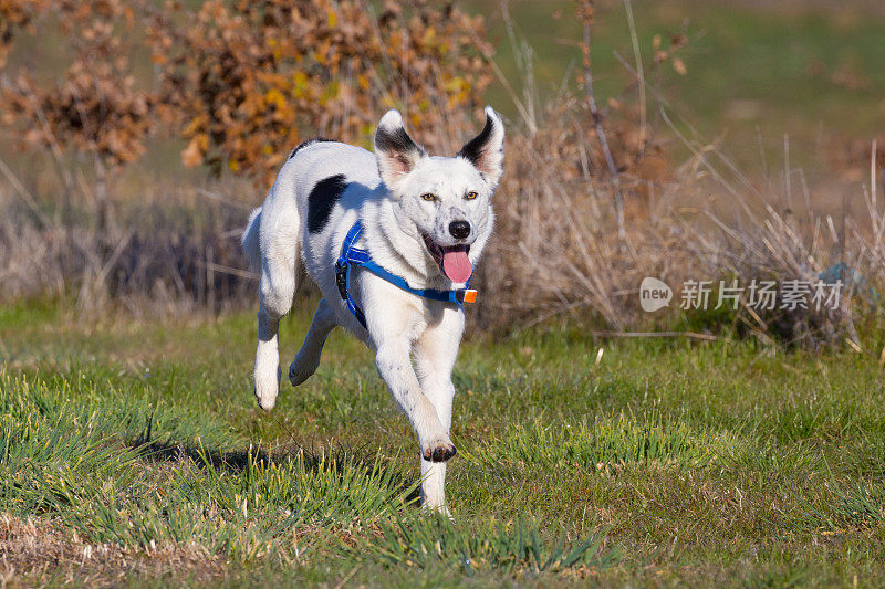 工作的松露猎犬享受一个有趣的奔驰作为奖励他们的技能