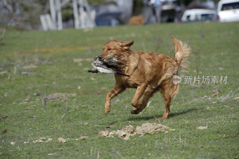 寻回犬和鸭子