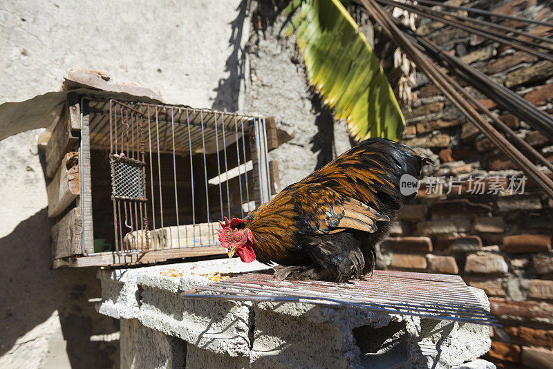 古巴家庭外的公鸡正在吃玉米粒