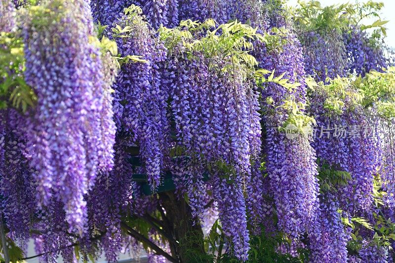 日本紫藤花