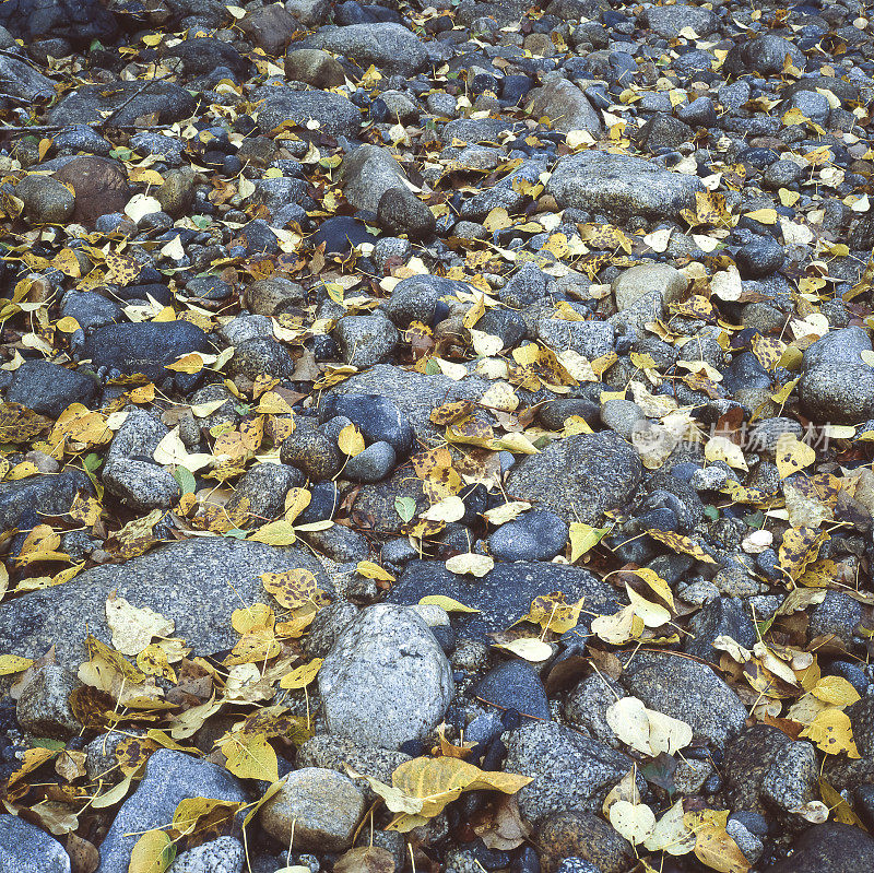 河床岩石上的秋叶