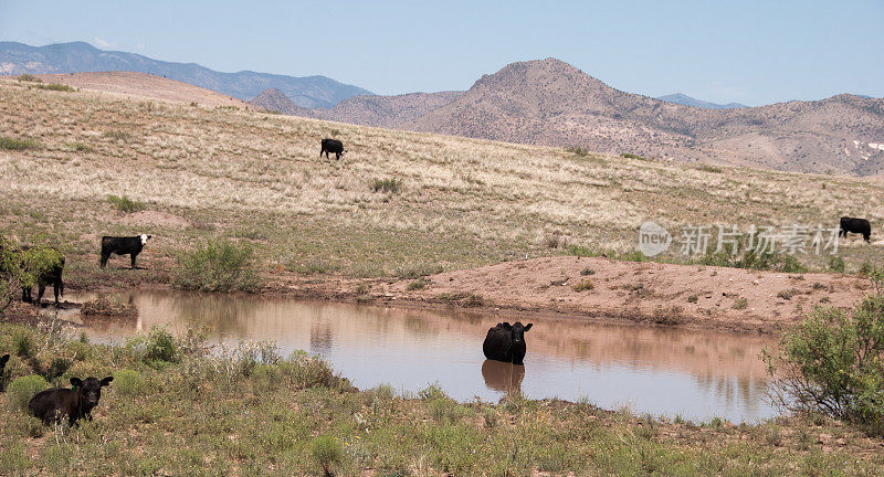奶牛聚集在沙漠水坑周围
