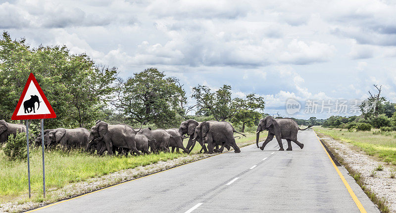 非洲大象穿越卡拉哈里公路，纳米比亚，非洲