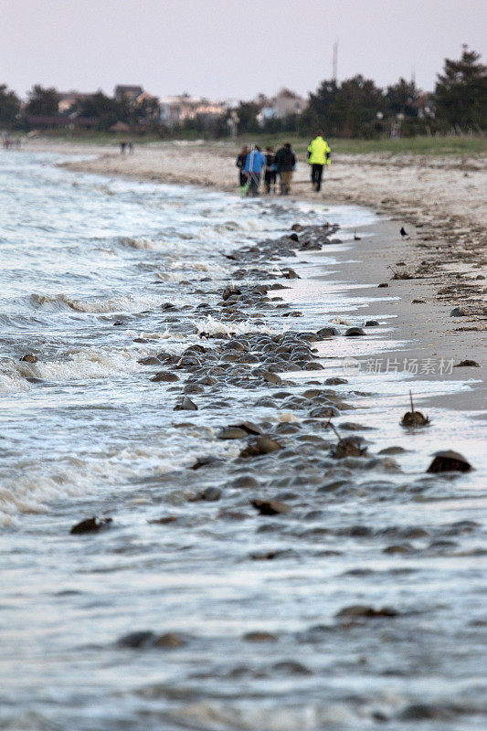马蹄蟹产卵，人们行走在特拉华湾屠杀海滩