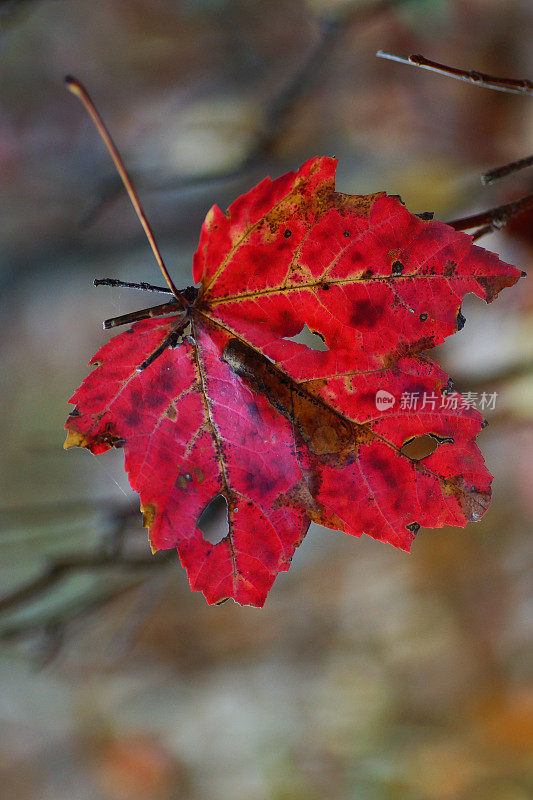 简约自然:枝头的红色秋叶