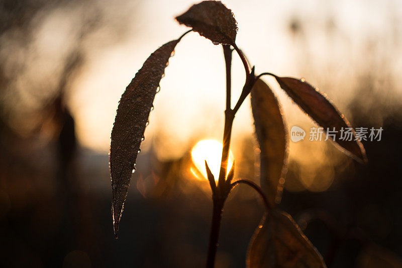 清晨的日出，冰冻的雨点落在秋叶上