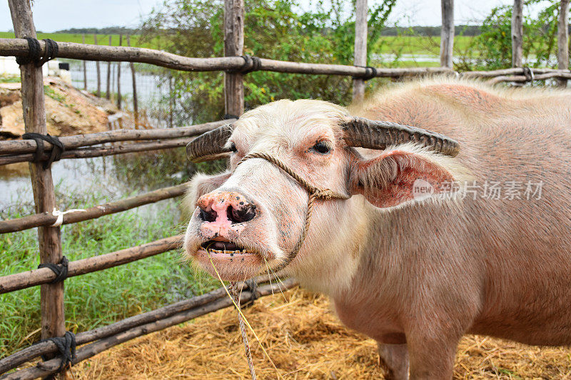 泰国的粉红色水牛在泰利诺伊农场