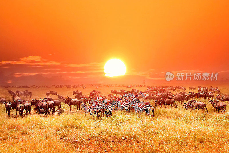 非洲国家公园里的斑马和羚羊。日落。