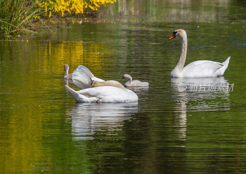 两周大的疣牙天鹅宝宝和他们的父母一起在埃尔兰根市布亨巴赫区一个池塘里游泳