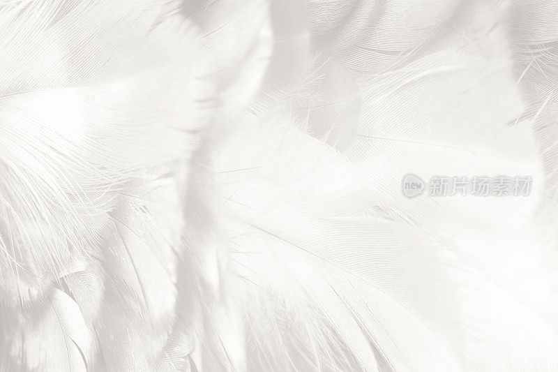 美丽的白色羽毛纹理背景