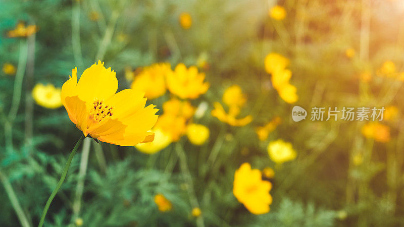 小而美丽的黄色野花盛开着夕阳的耀斑，大自然的背景