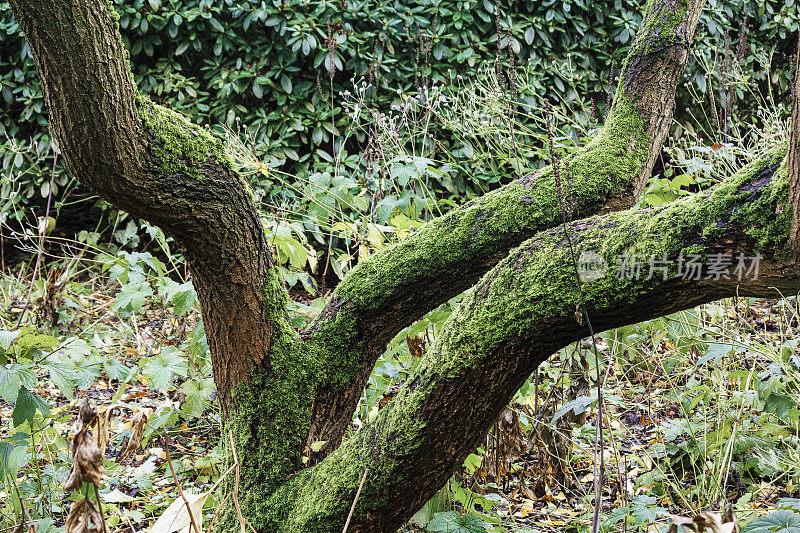 苔藓在树