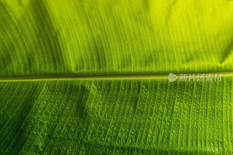 绿色植物叶香蕉