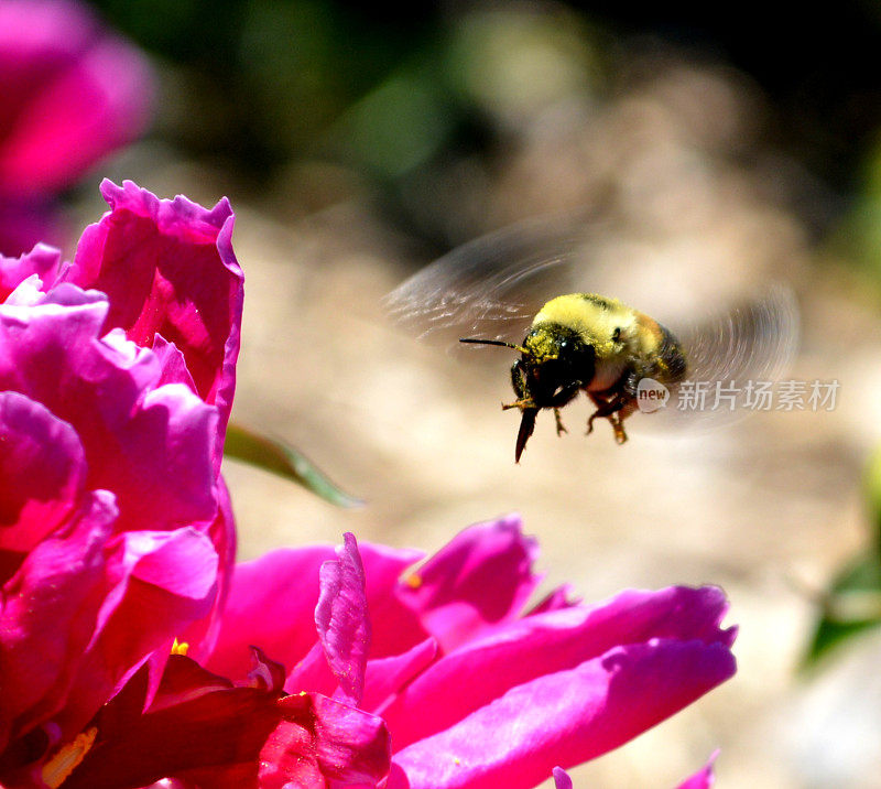 大黄蜂飞到花