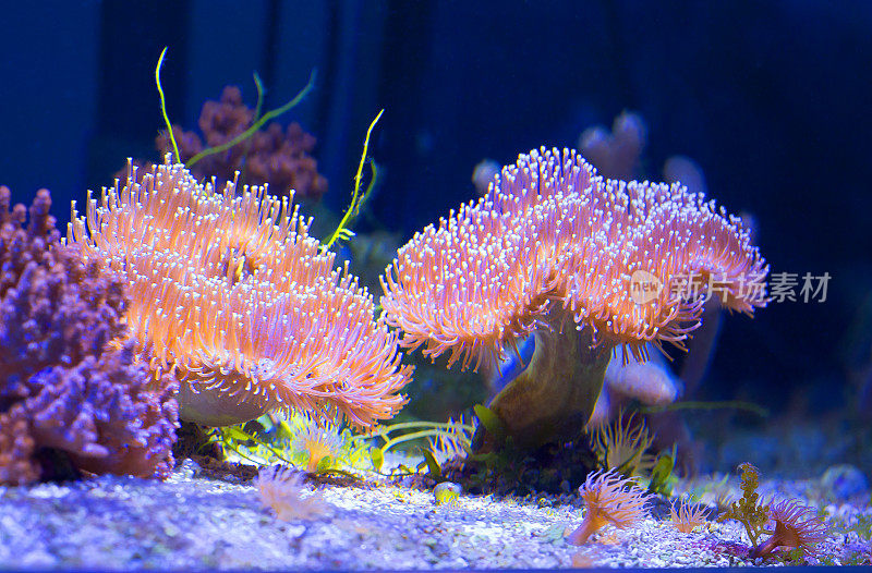 真菌状皮质珊瑚