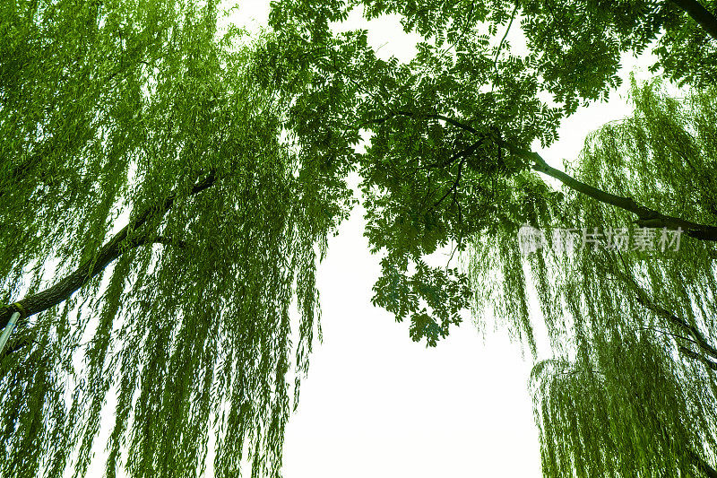 垂柳中国树木与白色的天空背景