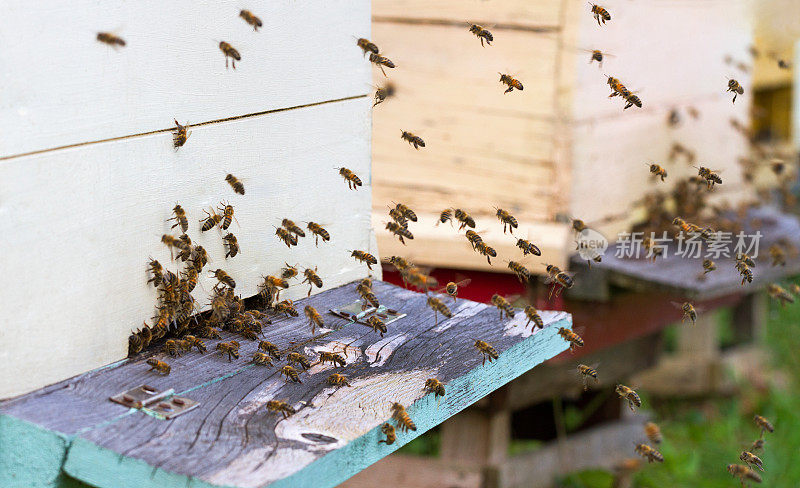 蜜蜂成群结队。