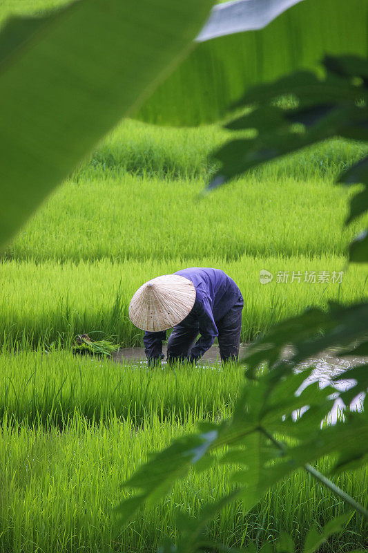 越南稻田里的稻农
