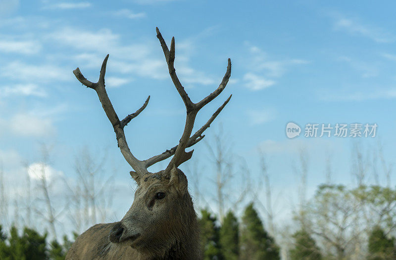 鹿角很大的麋鹿