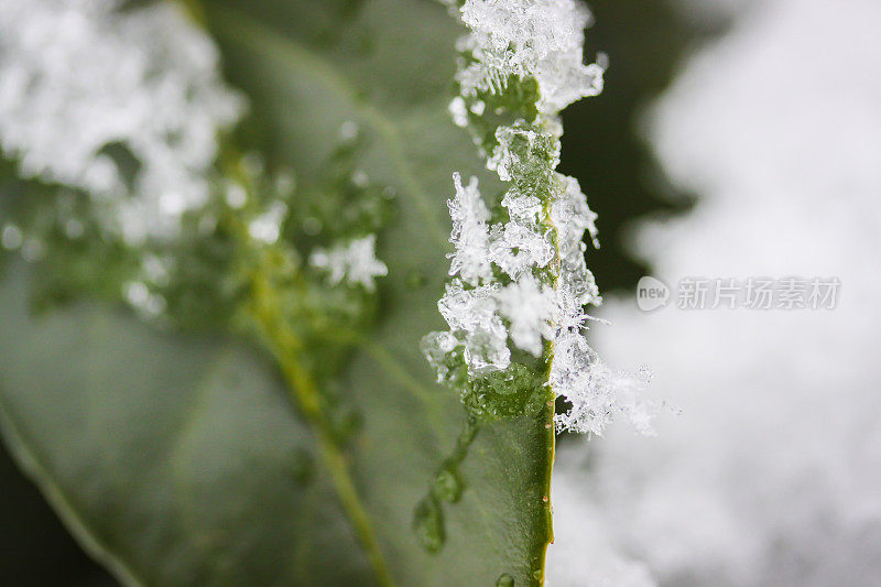 雪晶靠近植物