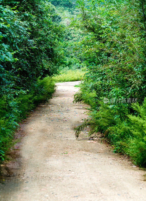 土路和绿色植物