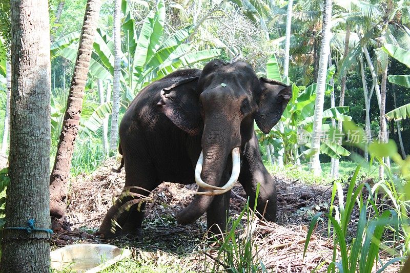 大象孤儿院的残疾大象