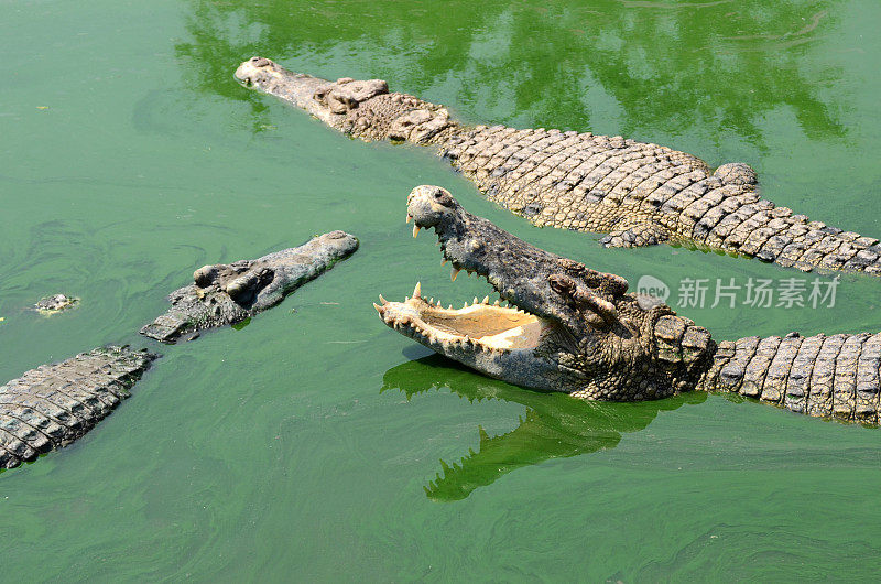 鳄鱼(类似短吻鳄的爬行动物)生活在深色水面上。