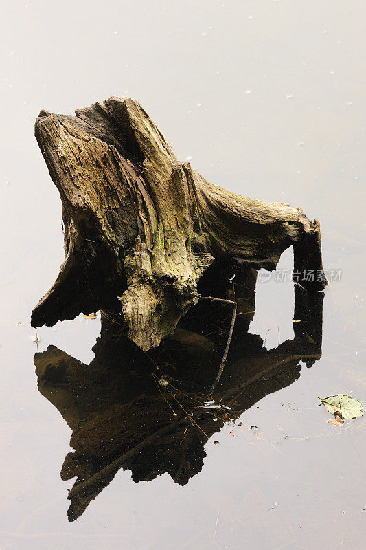 腐烂的树桩根水反射