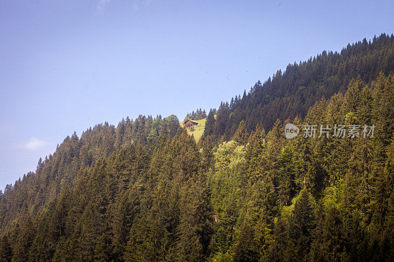 森林山坡伯恩斯高地