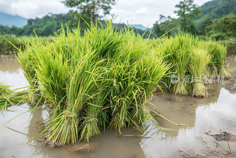 缅甸掸邦农村准备种植的水稻幼苗特写