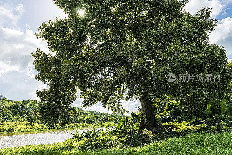 穿过雨林的河流