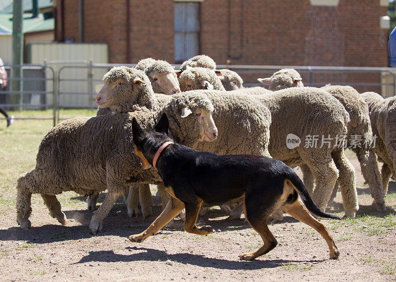 两只能干活的水怪狗控制着一群羊